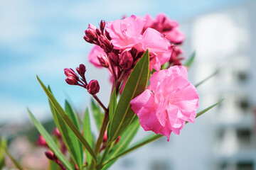 pink flowers (oleander) with blue sky
