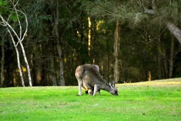 A Kangaroo and her Joey on grass