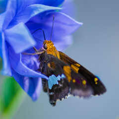 skipper butterfly on a blue balloon flower