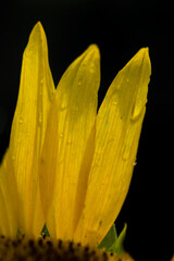 portion of a sunflower with dark background