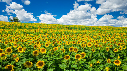 Fototapeta premium Stunning view of sunflower field in sunny day