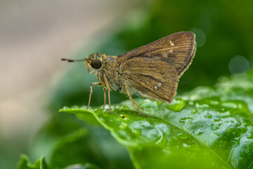 the small brown skipper butterfly in garden