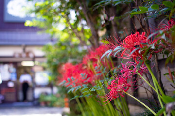 Fototapeta na wymiar 岐阜県 郡上八幡 やなか水のこみちに咲く彼岸花