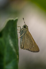 the small brown skipper butterfly in garden