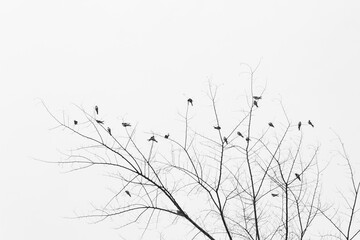 silhouette d'oiseaux dans un arbre en hiver