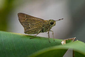 the small brown skipper butterfly in garden