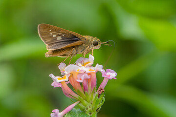 the small brown skipper butterfly in garden