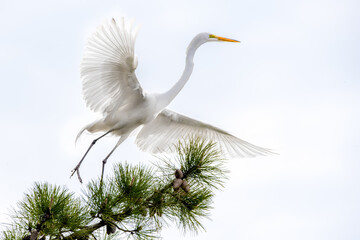 great white egret on a pine tree taking off © Jay
