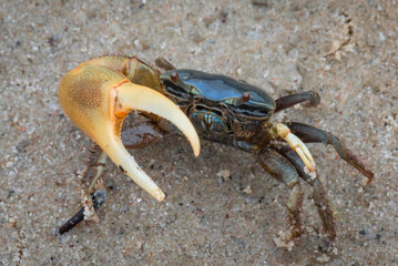  a fiddler crab on the sand raising an arm