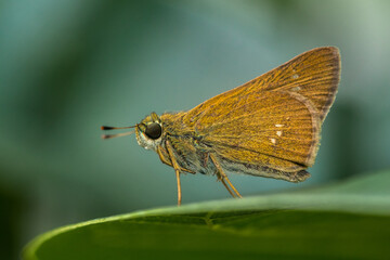 the small brown skipper butterfly in garden