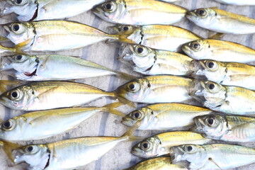 Japanese Jack mackerel or Trevally or Horse mackerel (Trachurus japonicus) in Japan