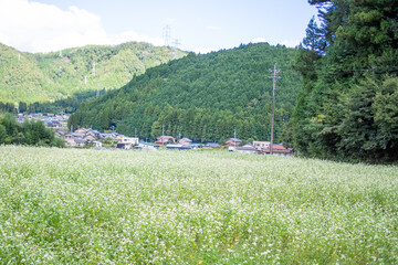 草原に咲く白い花　秋　イメージ　9月　岐阜県