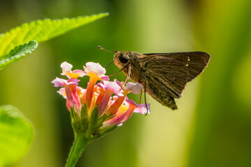 the small brown skipper butterfly in garden
