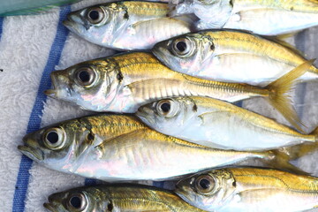 Japanese Jack mackerel or Trevally or Horse mackerel (Trachurus japonicus) in Japan