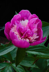pink and white peony 