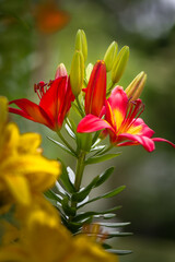 red and yellow Asiatic lilies in the garden