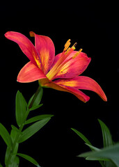 a single red and yellow lily on black background