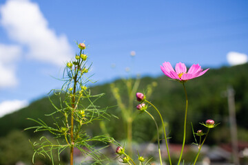 コスモス　秋　イメージ　9月　岐阜県美濃市　洲原