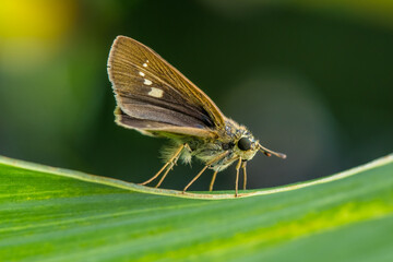 the small brown skipper butterfly in garden