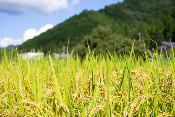 Inaho summer image September, Suhara, Mino City, Gifu Prefecture
