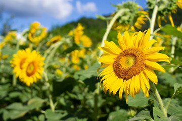 ひまわり畑　向日葵　夏　イメージ　9月　ミツバチ　岐阜県美濃市　洲原ひまわりの里