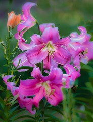 pink lily flowers in the garden