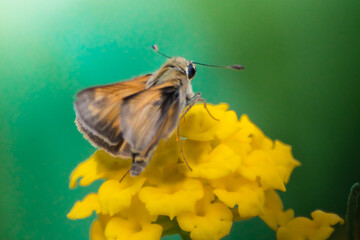 a yellow skipper butterfly  on yellow flower