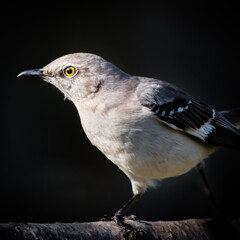 A northern mocking bird on a branch with dark background