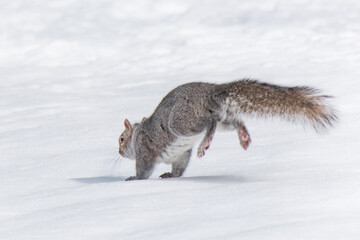 squirrel hopping  in snow