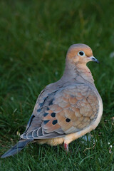 turtle dove, mourning dove  on the grass with turned head