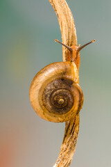 snail on branch