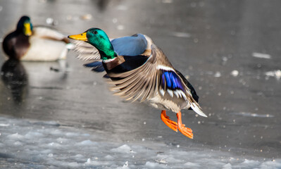 A male mallard duck flying from the lake in winter