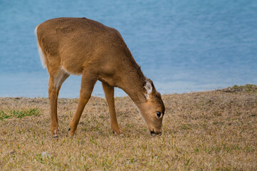 deer in the wild by the water grazing grass