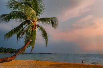 Naklejka na ściany i meble Coconut palm trees on the beach in the evening. 