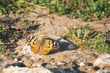 Camouflaged Butterfly on the floor