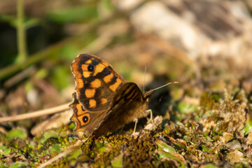 Camouflaged Butterfly on the floor