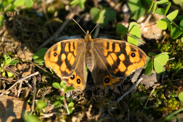 Camouflaged Butterfly on the floor