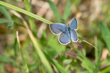 Blue small butterfly on the field