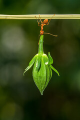 the red ants with flowers