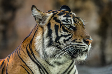 the close up of sumatran tiger
