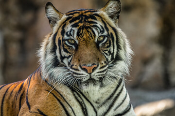 the close up of sumatran tiger