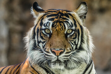 the close up of sumatran tiger