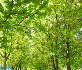 Chestnut alley. Crowns of chestnut trees in summer time.
