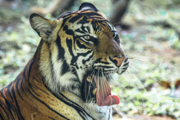 the close up of sumatran tiger