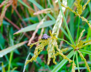 a photo of a fly perching in the weeds