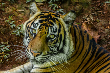 the close up of sumatran tiger