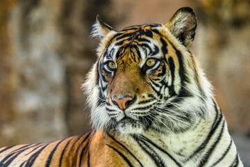Fototapeta na wymiar the close up of sumatran tiger