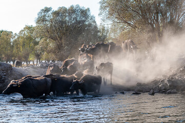 Obraz na płótnie Canvas Black strong buffaloes in the water.