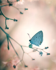 Cute little white butterfly Bog Copper Sp. with lovely colorful background.