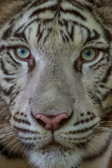 Fototapeta premium the close up of white bengal tiger face
